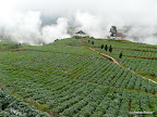 Dieng Plateau