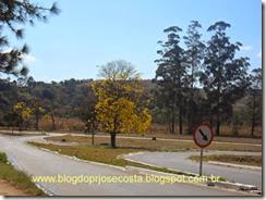 foto de ipe na estrada foto de ipe na estrada