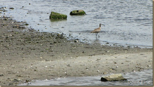 birding south beach_069