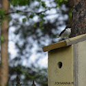 European Pied Flycatcher