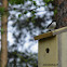 European Pied Flycatcher