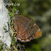 Nymphalidae%25252c%252520lethe%252520sidonis%25252c%252520common%252520woodbrown