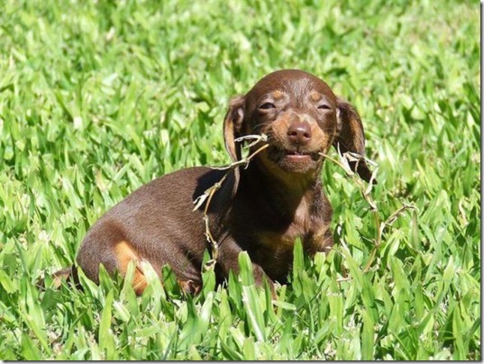 funny-animals-cute-15
