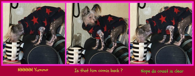 [PicMonkey%2520Collage%255B5%255D.jpg]
