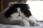 You better think twice - it's best to let sleeping cats lie.