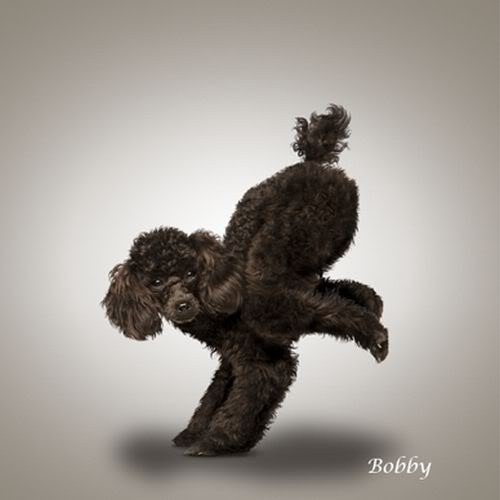 [Yoga-dogs-3%255B3%255D.jpg]