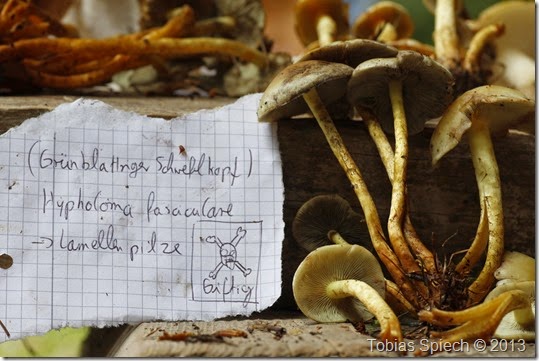 Grünblättriger Schwefelkopf Hypholoma fasciculare