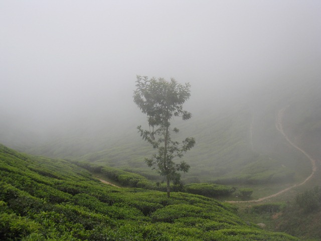 [MunnarDayOutVIII3.jpg]