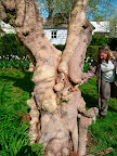 Laura was telling us how the Harry Potter-esque mulberry had been blown apart and over, yet would not give and flourished again after major storm damage.
