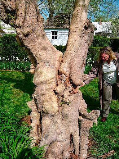 Laura was telling us how the Harry Potter-esque mulberry had been blown apart and over, yet would not give and flourished again after major storm damage.