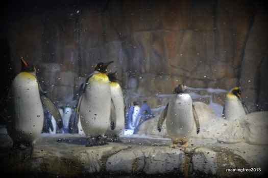 Penguins