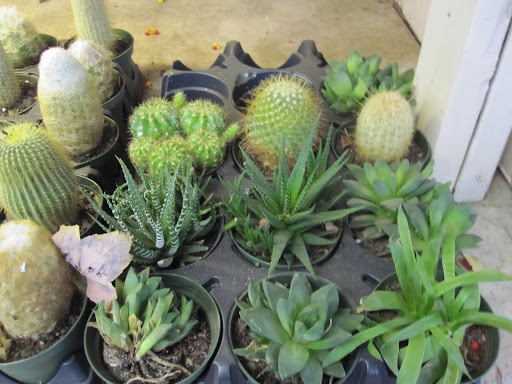 Other small plants to pot for around your home.