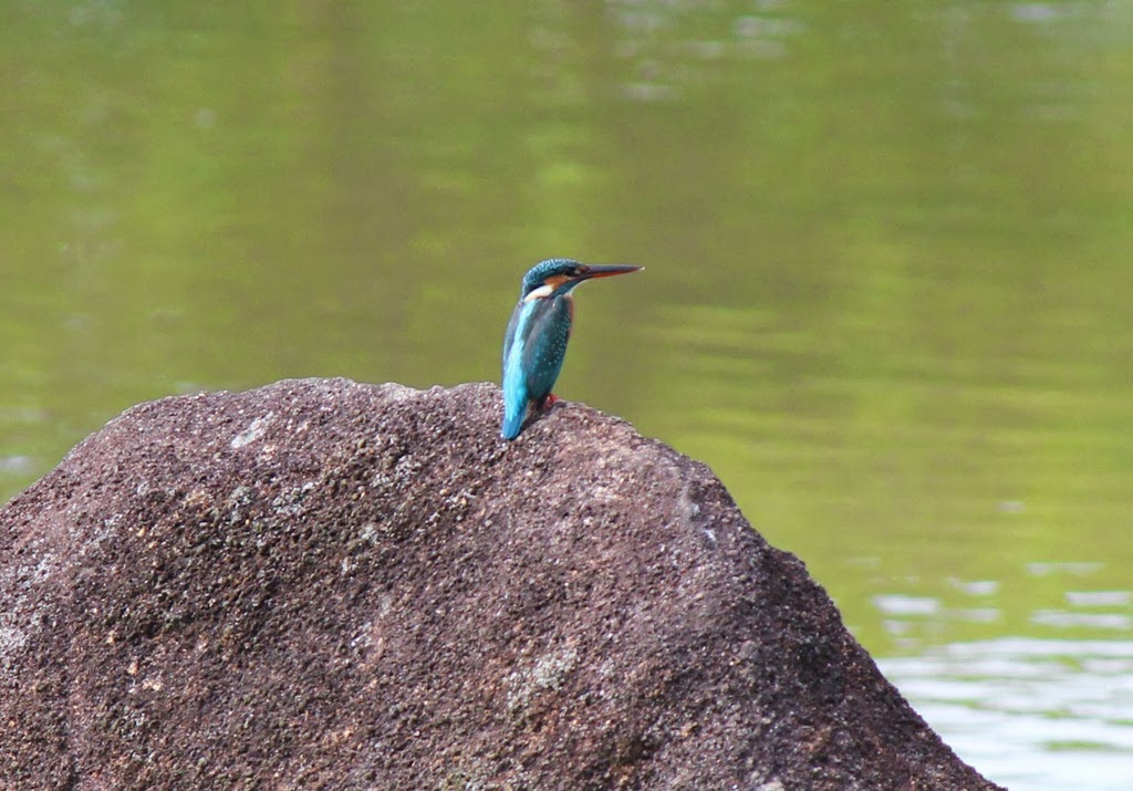 [common-kingfisher4.jpg]
