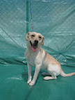 Ciruela. Hembra 1.5 años. Muy cariñosa, juguetona, activa