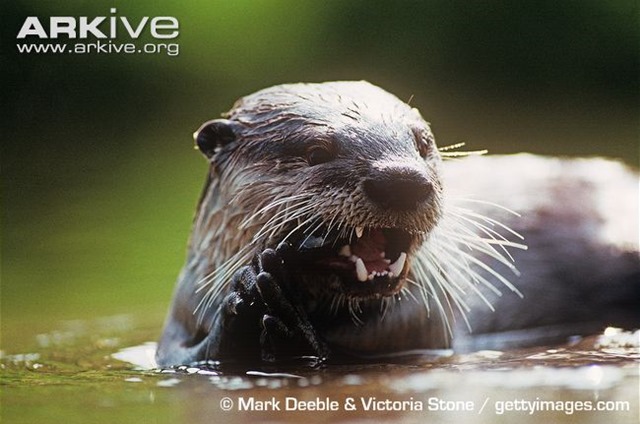 [African-clawless-otter-feeding%255B4%255D.jpg]