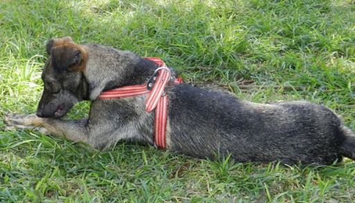 perrita encontrada san borja.JPG