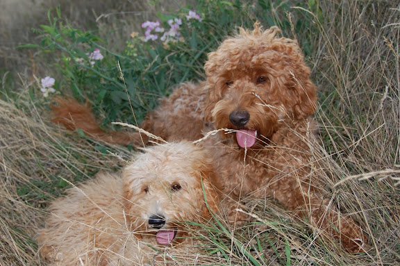 gorgeous red and apricot labradoodles