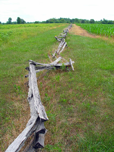 The Gibson oatfield (now partially covered with corn). 4,200 Union forces under Gen. Nathaniel Lyon surprised 2,500 Confederates here. (Photo redit: Jeremy Shreckhise)