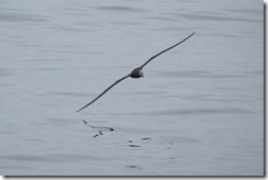 Black-tailed Albatross