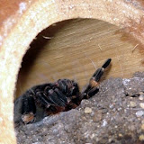 Tarantula-Molting