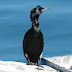 Pelagic.cormorant.dscn3954