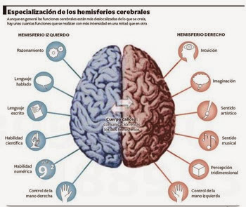 cerebro