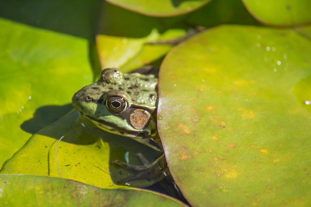 [frog%2520peaking%2520out%2520from%2520the%2520waterlily%255B6%255D.jpg]