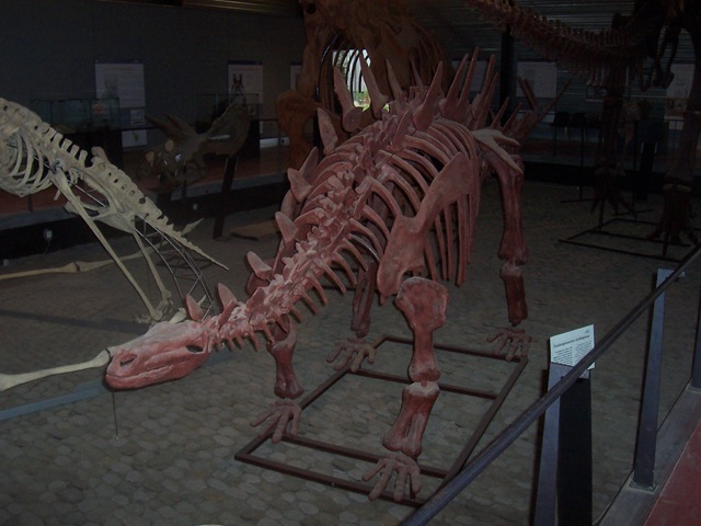 [2008.09.05-004%2520Tuojiangosaurus%2520multispinus%255B4%255D.jpg]