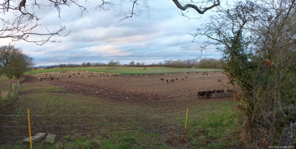 [Sheep%2520field%255B2%255D.jpg]