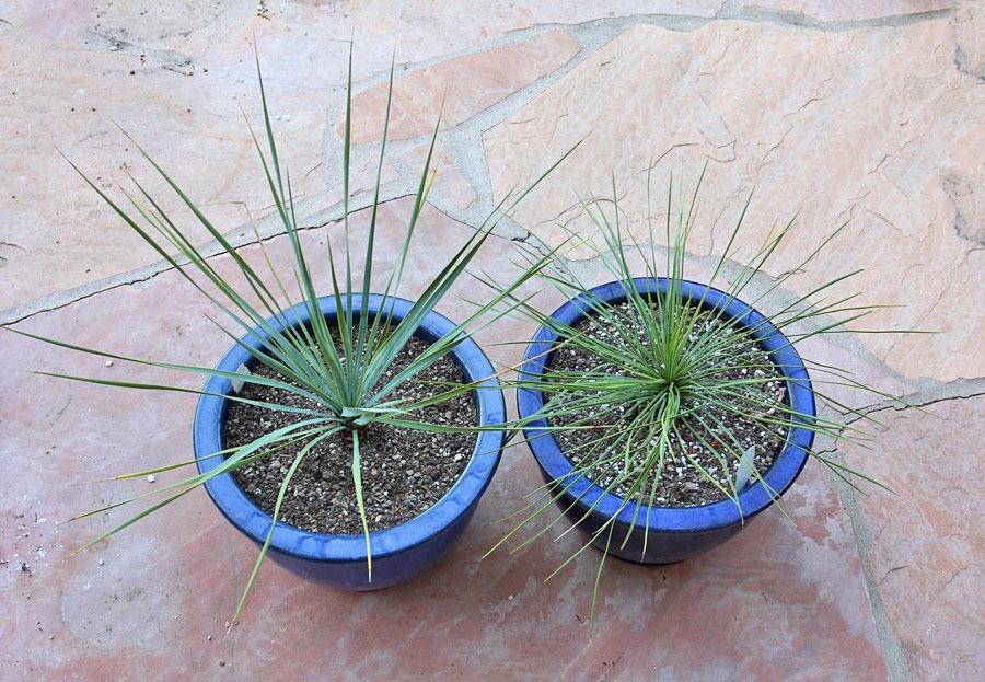 [120226_Yucca-rostrata%252Blinearifolia_10%255B4%255D.jpg]
