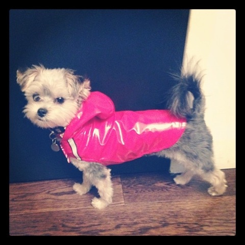 [hurricane-sandy-dogs-12%255B2%255D.jpg]