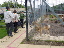 Anglian Wolf Sanctuary Visit