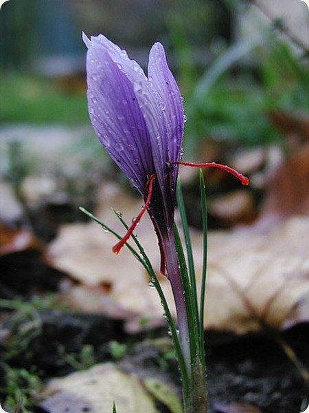 abruzzo Saffran_crocus_sativus_moist