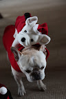 OK, I'll just carry this pup on my back to go and find a squirrel.