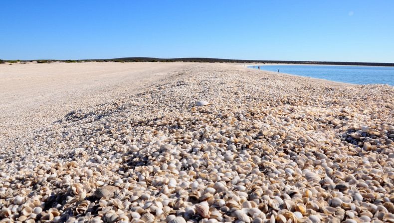 shell-beach-australia-1 shell-beach-australia-1