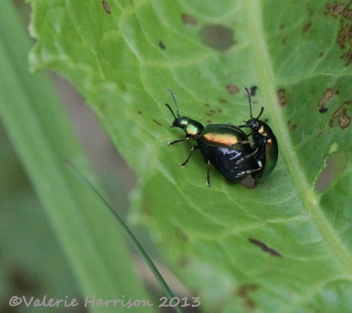 [49-green-dock-beetles-mating%255B2%255D.jpg]