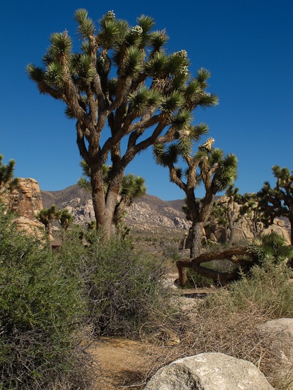 Joshua Tree National Monument Joshua Trees (1)