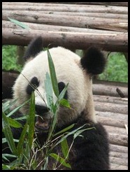 China, Chengdu, Panda, July 2012 (3)