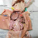 rat_liver_lobes_pinned.jpg