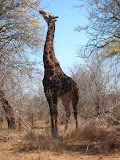 Giraffes never really ceased to amaze us. They're just HUGE. And awesome. South Africa - 440.jpg