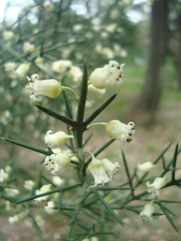 [Colletia%2520spinosissima%255B2%255D.jpg]