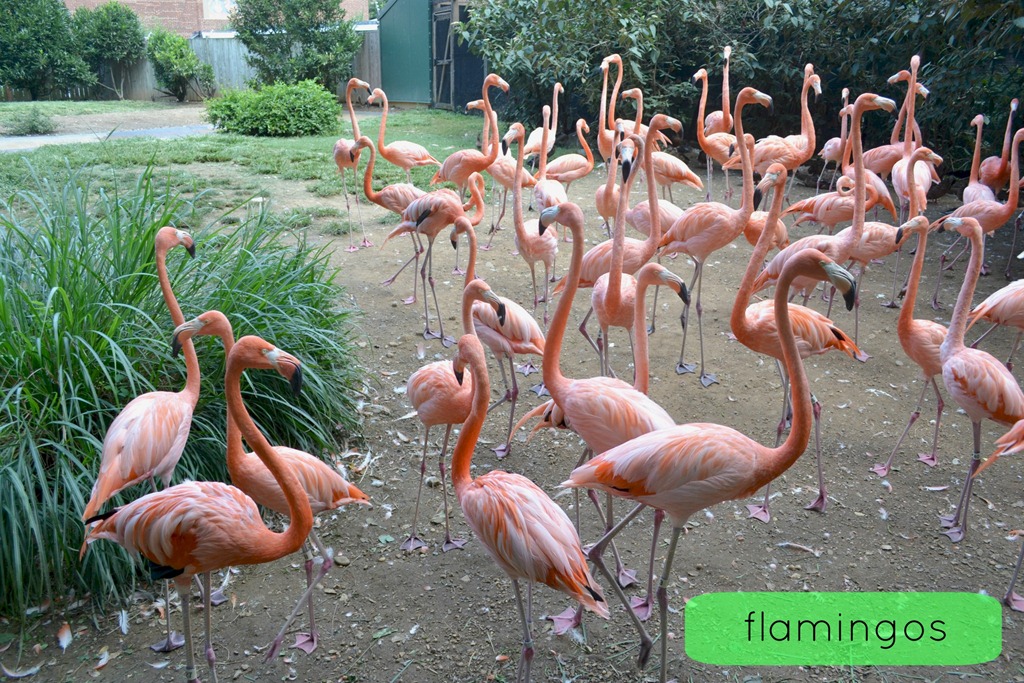 [NationalZoo_5%255B5%255D.jpg]