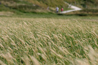 Tall grass