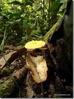 yellow_mushroom_1