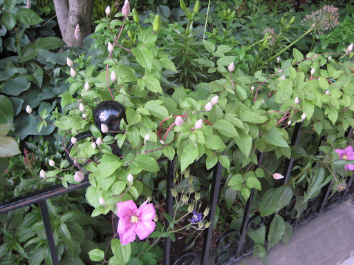 Clematis on Railing, Commonwealth Avenue