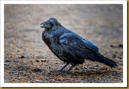 Common Raven -Corvus corax
