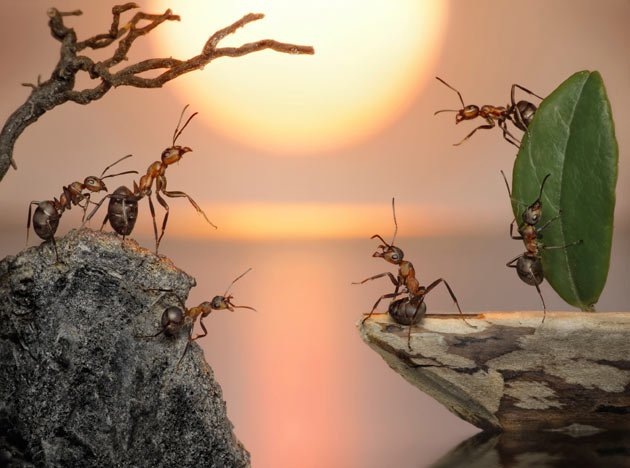 [fantasy-world-of-ants6%255B3%255D.jpg]