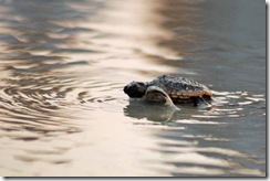 turtle hatchling at sunset