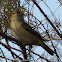 Chiffchaff; Mosquitero Común