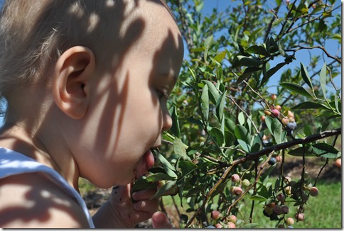 College Run Farms, blueberry picking, blueberry farm, blueberry patch